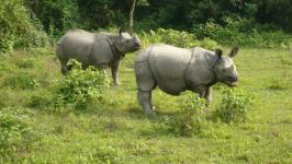 Rhinocéros Chitwan, Népal